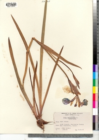 Iris versicolor image