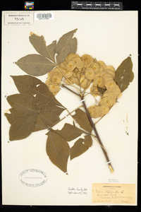 Ptelea trifoliata image