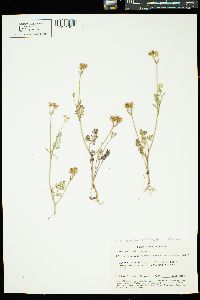 Orlaya daucoides image