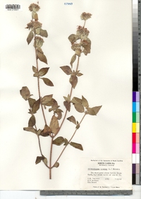 Image of Pycnanthemum loomisii