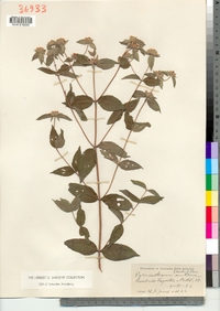 Pycnanthemum muticum image