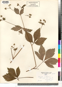 Sanicula canadensis image