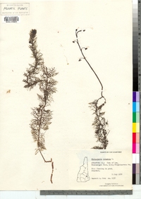 Utricularia macrorhiza image