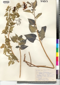 Solanum dulcamara image