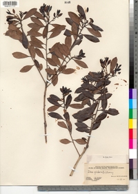 Ilex glabra image