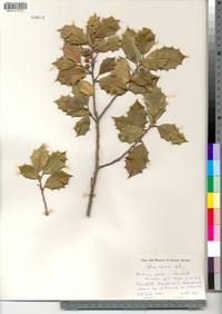 Ilex opaca image