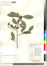 Ilex laevigata image