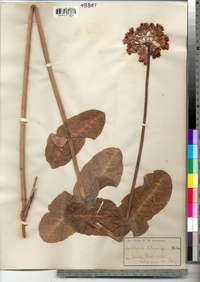 Image of Asclepias obtusifolia