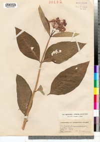 Asclepias purpurascens image