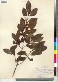 Ilex verticillata var. padifolia image