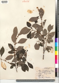 Ilex verticillata var. padifolia image