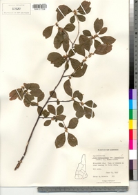 Ilex verticillata image