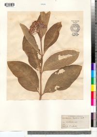 Asclepias syriaca image