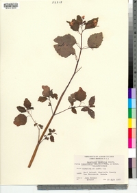 Impatiens capensis image