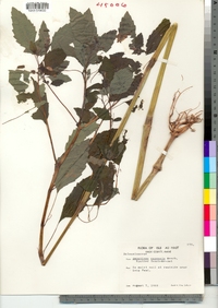 Impatiens capensis image