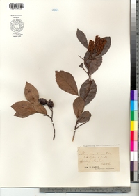 Alnus maritima image