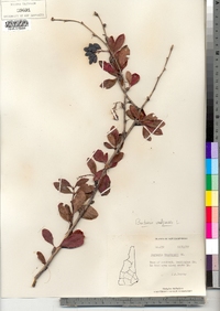 Berberis vulgaris image