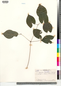 Epimedium macranthum image