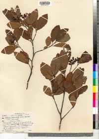 Alnus serrulata image