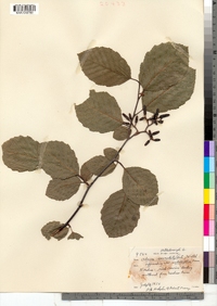 Alnus serrulata image