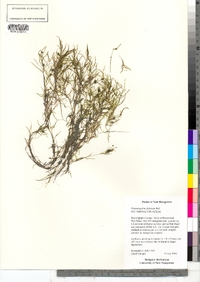 Potamogeton foliosus ssp. foliosus image