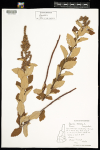 Spiraea tomentosa image