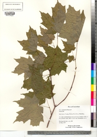 Acer saccharum image