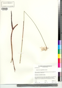 Eriophorum angustifolium image