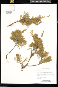 Juniperus virginiana var. virginiana image