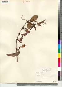 Bignonia capreolata image