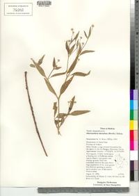 Alternanthera lanceolata image