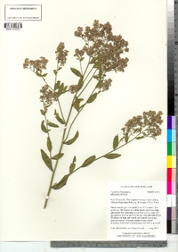 Lepidium latifolium image