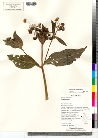 Gymnocoronis spilanthoides image