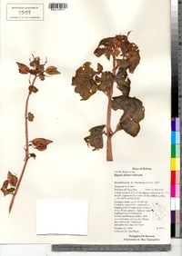 Begonia fischeri image