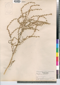 Lepidium sativum image