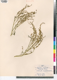 Lepidium sativum image