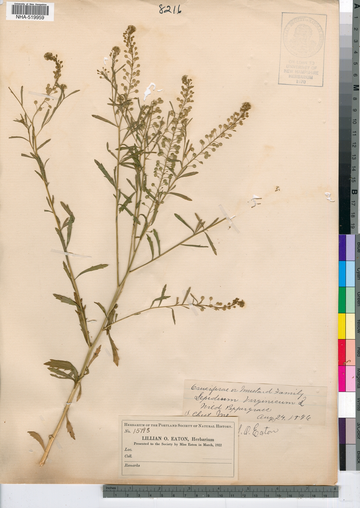 Lepidium virginicum image