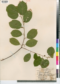 Frangula alnus image