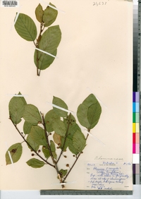 Frangula alnus image