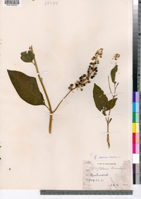 Phytolacca americana image