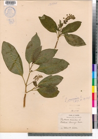 Phytolacca americana image