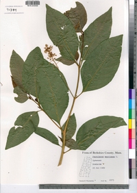 Phytolacca americana image