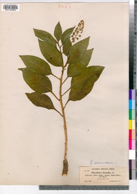 Phytolacca americana image