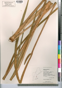 Acorus calamus image