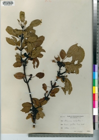 Rhamnus cathartica image