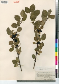 Rhamnus cathartica image