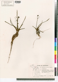 Image of Sagittaria cristata