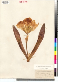 Image of Iris sambucina