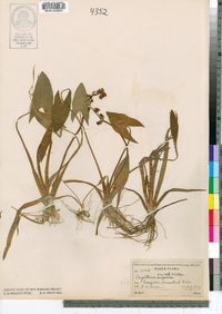 Sagittaria cuneata image