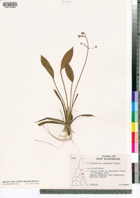 Sagittaria graminea image